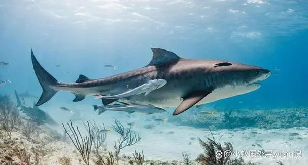 谈球吧海洋生物识别仪